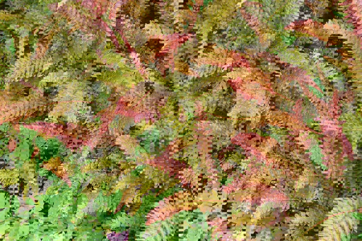 Blechnum penna-marina  (2)